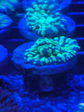 西瓜靈芝腦