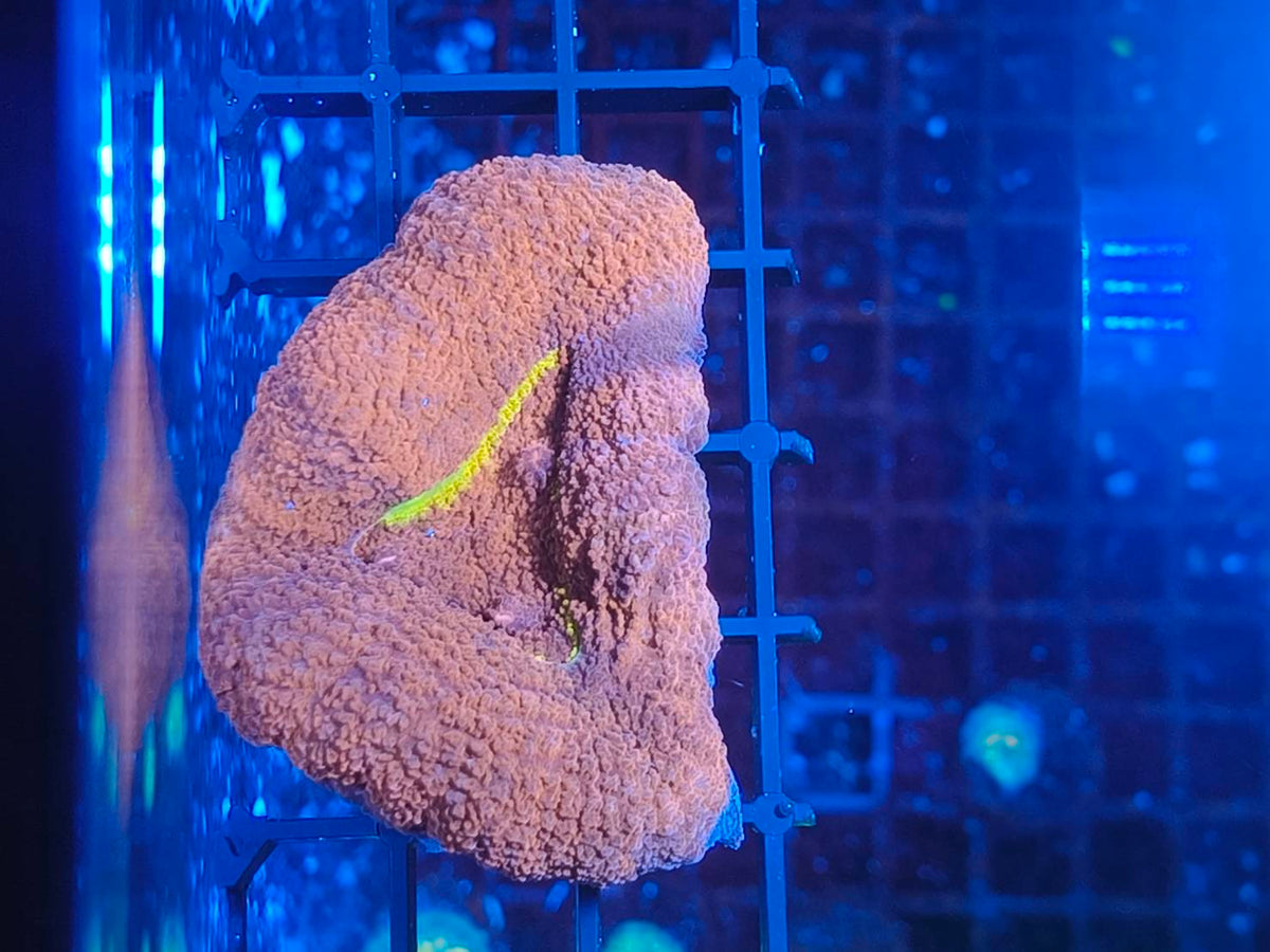 刺腦