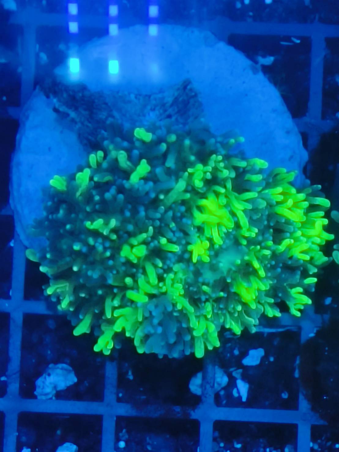 彩色毛菇